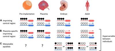 The influence of early environment and micronutrient availability on developmental epigenetic programming: lessons from the placenta